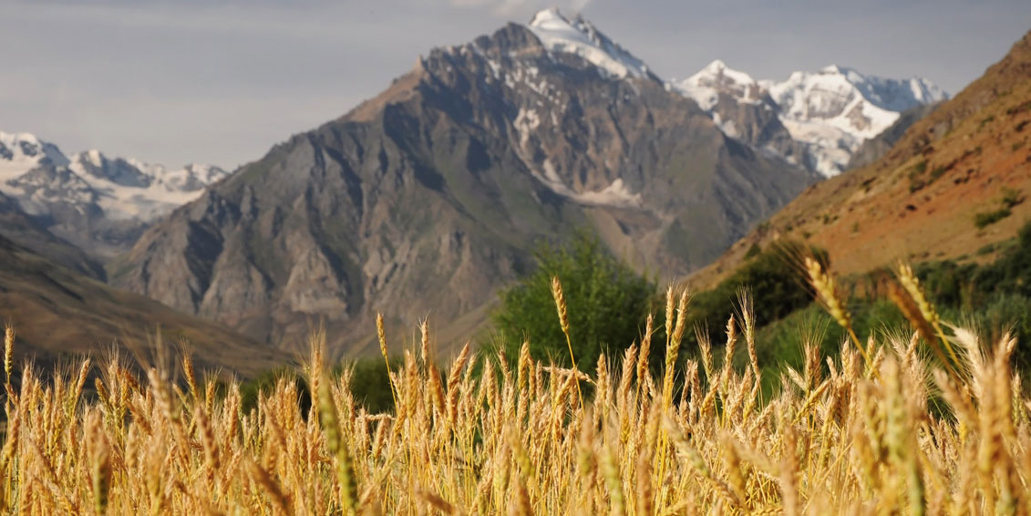 Indian 6-Row Barley For The Greate Indian Single Malt